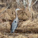 Grey Heron and Dry Grass  screen for extension Chrome web store in OffiDocs Chromium