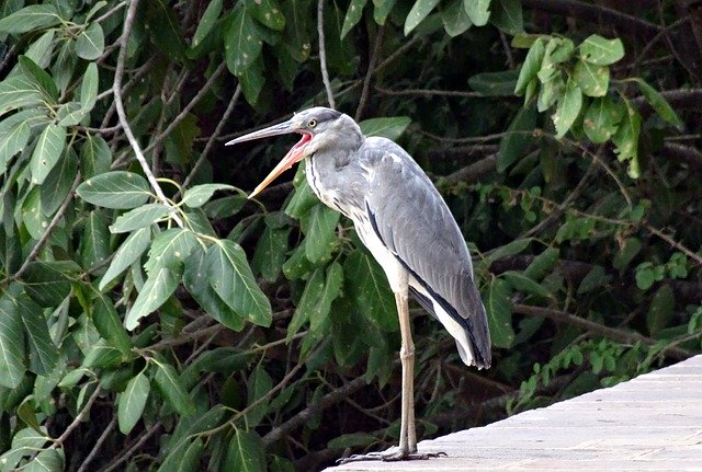 Free download Grey Heron Ardea Cinerea -  free photo or picture to be edited with GIMP online image editor