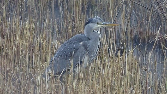 Descarga gratuita Grey Heron Bird: foto o imagen gratuita para editar con el editor de imágenes en línea GIMP