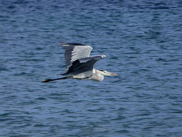 Free download Grey Heron Bird Animal -  free photo or picture to be edited with GIMP online image editor