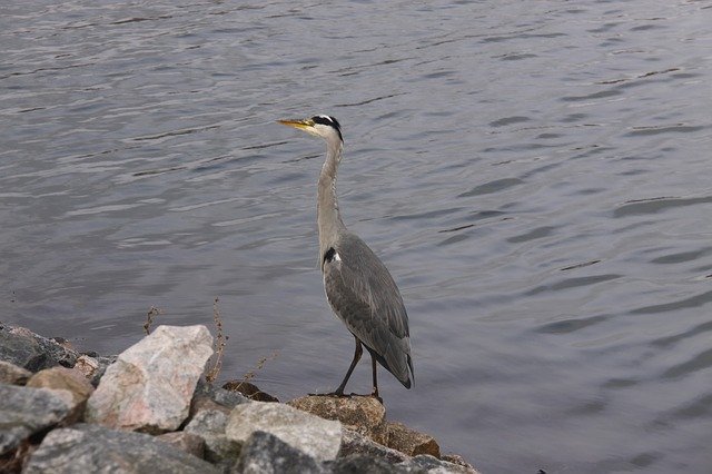 Free picture Grey Heron Bird Expensive -  to be edited by GIMP free image editor by OffiDocs