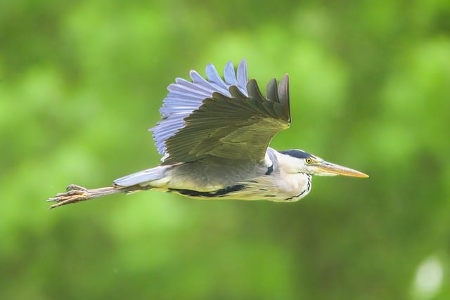 Free download grey heron bird flying bird free picture to be edited with GIMP free online image editor