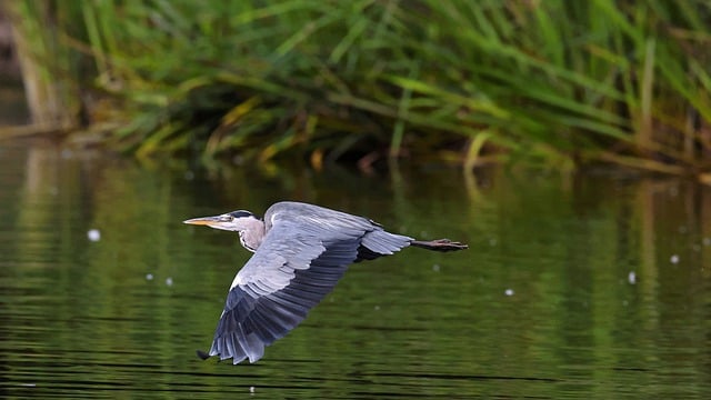 Free download grey heron bird heron flying heron free picture to be edited with GIMP free online image editor