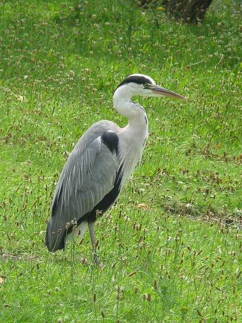 Free download Grey Heron Bird Meadow -  free photo or picture to be edited with GIMP online image editor