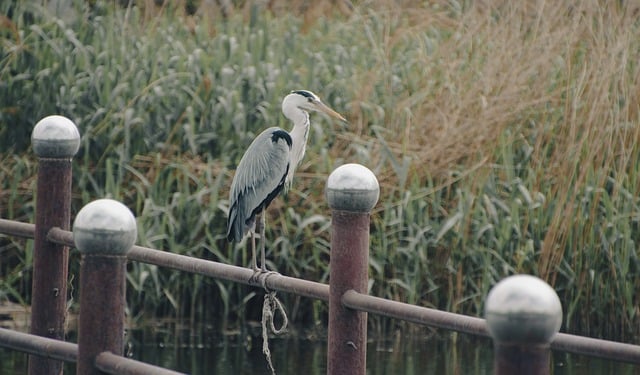 Free download grey heron bird water bird free picture to be edited with GIMP free online image editor