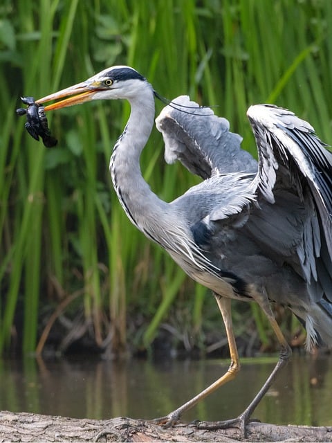 Free download grey heron bird wildlife nature free picture to be edited with GIMP free online image editor