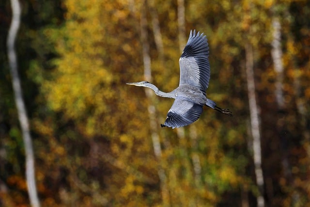 Free download grey heron gliding forest birch free picture to be edited with GIMP free online image editor