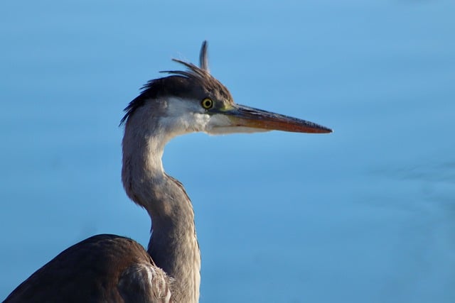 Free download grey heron heron ardea cinerea bird free picture to be edited with GIMP free online image editor