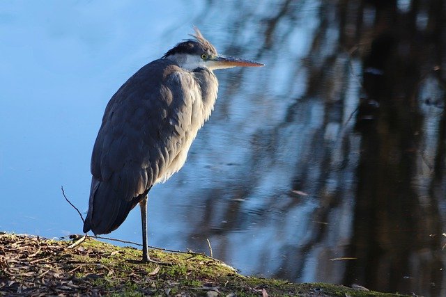 Free download grey heron heron bird on the water free picture to be edited with GIMP free online image editor