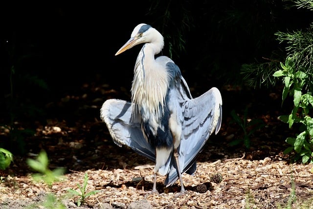 Free download grey heron heron bird plumage free picture to be edited with GIMP free online image editor