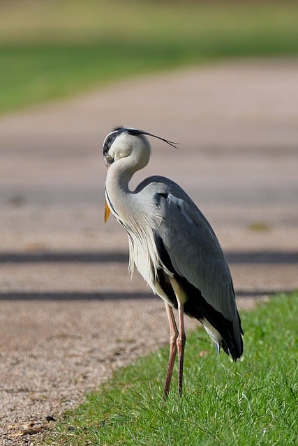Free download grey heron heron water bird park free picture to be edited with GIMP free online image editor