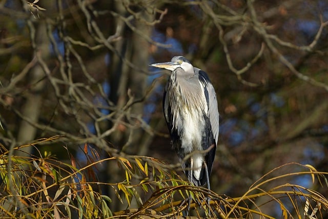 Free download grey heron heron water bird sunrise free picture to be edited with GIMP free online image editor