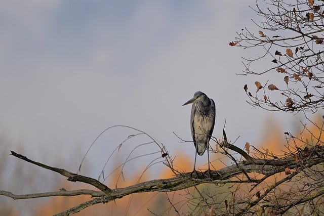 Free download grey heron heron water bird trees free picture to be edited with GIMP free online image editor