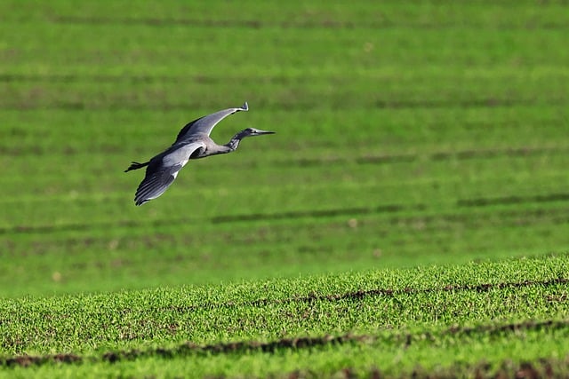 Free download grey heron ornithology wildlife free picture to be edited with GIMP free online image editor