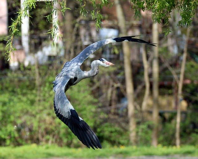 Free download Grey Heron Water Bird -  free photo or picture to be edited with GIMP online image editor