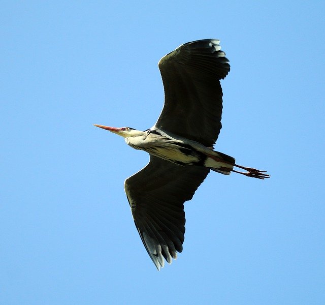 Free download Grey Heron Wing Blue -  free photo or picture to be edited with GIMP online image editor