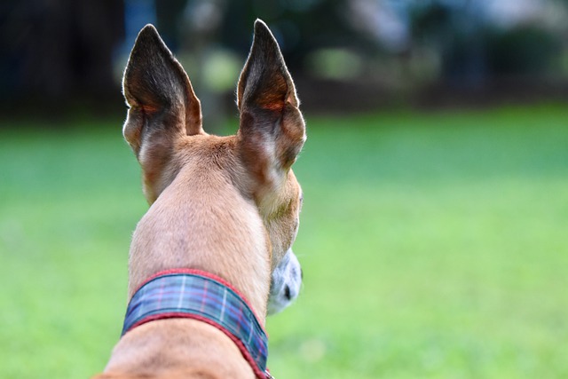 Free download greyhound 45mph dog racing dog free picture to be edited with GIMP free online image editor
