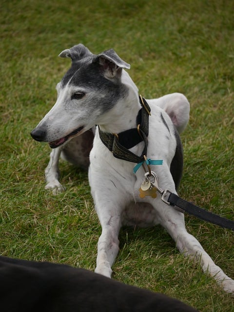 Free download greyhound domestic pet dog canine free picture to be edited with GIMP free online image editor