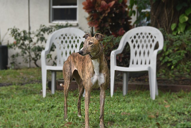 Free download greyhound retired racing dog free picture to be edited with GIMP free online image editor