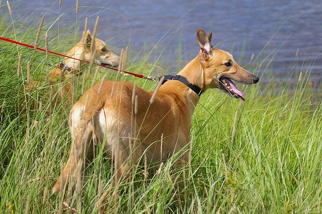 Descarga gratuita Greyhounds Dunes Beach: foto o imagen gratuita para editar con el editor de imágenes en línea GIMP