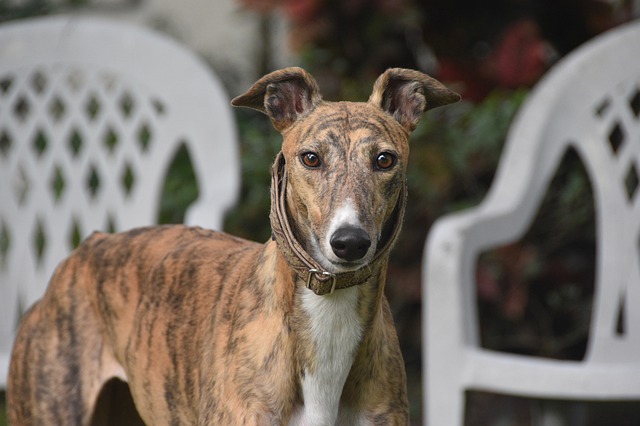 Free download greyhound sight hound free picture to be edited with GIMP free online image editor