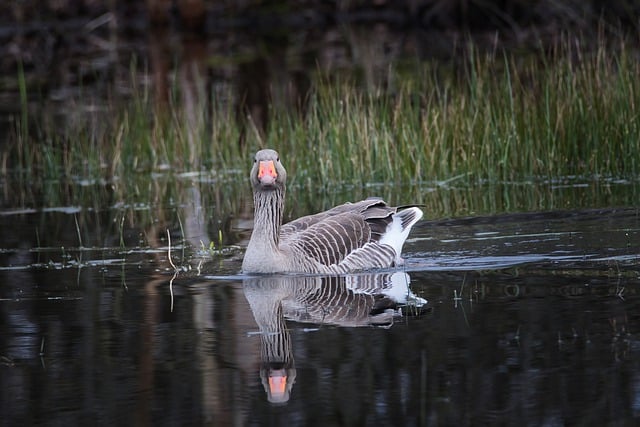 Free download greylag geese geese birds free picture to be edited with GIMP free online image editor