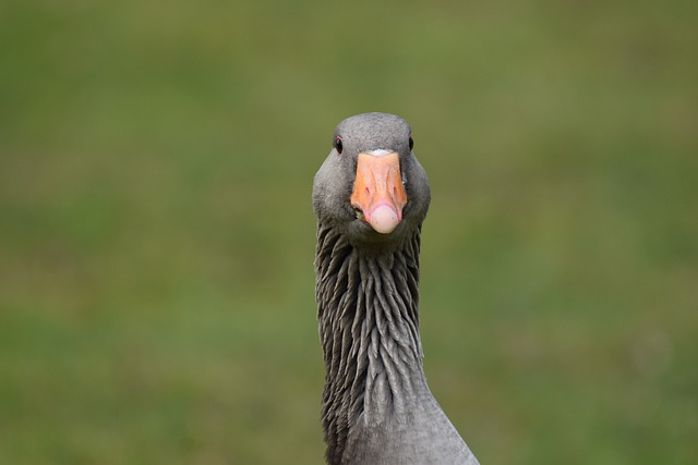 Free download greylag goose bird feathers flying free picture to be edited with GIMP free online image editor