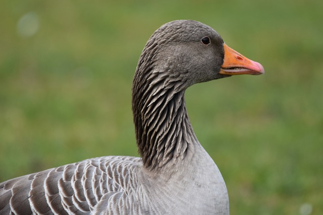 Free download greylag goose bird plumage park free picture to be edited with GIMP free online image editor