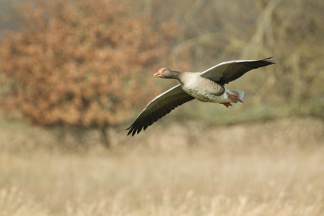 Free download greylag goose geese bird nature free picture to be edited with GIMP free online image editor