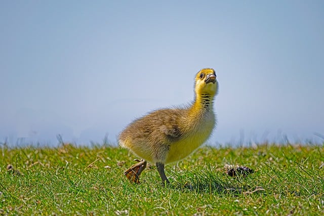 Free download greylag goose goose bird geese free picture to be edited with GIMP free online image editor