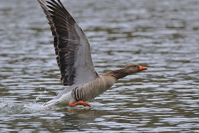 Free download greylag goose goose bird waterfowl free picture to be edited with GIMP free online image editor
