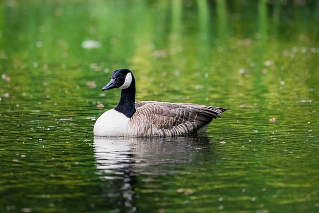 Free download greylag goose nature bird plumage free picture to be edited with GIMP free online image editor