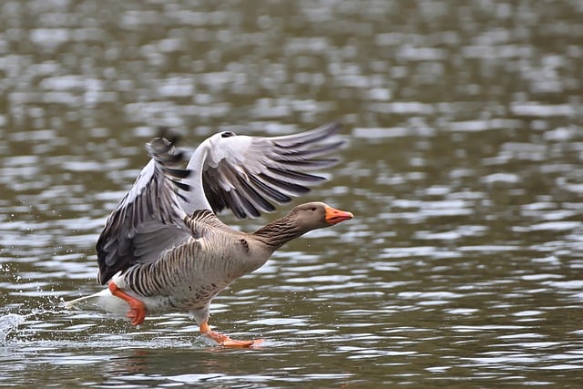 Free download greylag goose water bird lake park free picture to be edited with GIMP free online image editor