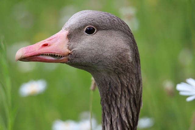 Free download greylag goose wild goose water bird free picture to be edited with GIMP free online image editor