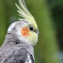 Grey Parrot  screen for extension Chrome web store in OffiDocs Chromium