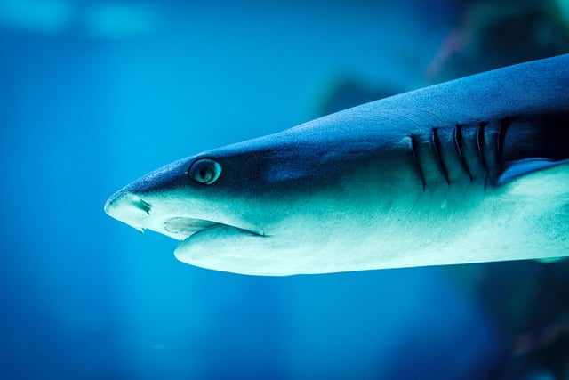 Free download grey reef shark water sea ocean free picture to be edited with GIMP free online image editor
