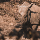 Grey Rhino  screen for extension Chrome web store in OffiDocs Chromium