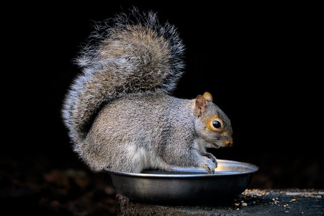 Free download grey squirrel squirrel rodent free picture to be edited with GIMP free online image editor