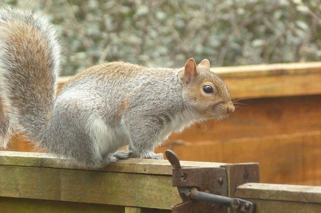 Free download Grey Squirrel Wild -  free photo or picture to be edited with GIMP online image editor