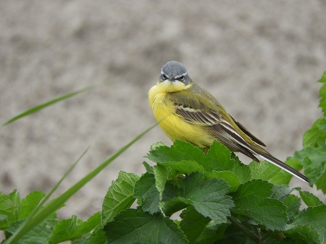 הורדה חינם Gray Wagtail Nature Bird - תמונה או תמונה בחינם לעריכה עם עורך התמונות המקוון GIMP