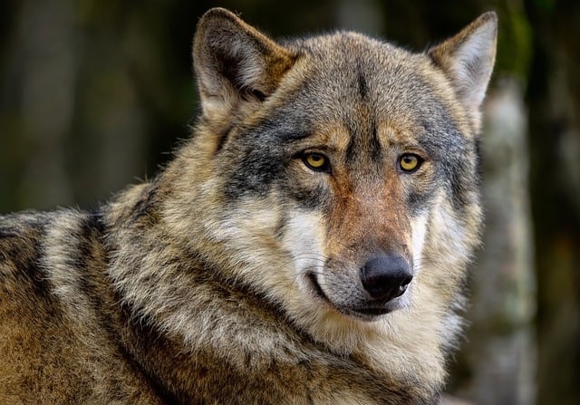Bezpłatne pobieranie szarego wilka, drewna, wilka, psa, bezpłatne zdjęcie do edycji za pomocą bezpłatnego edytora obrazów online GIMP