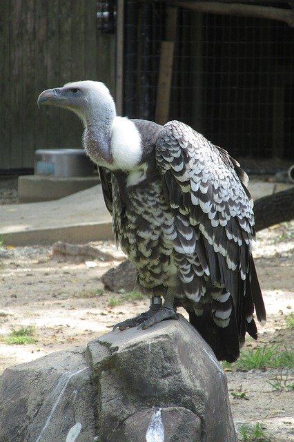 Free download Griffon Vulture Bird Nature -  free photo or picture to be edited with GIMP online image editor