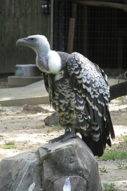 Unduh gratis Griffon Vulture Bird Nature - foto atau gambar gratis untuk diedit dengan editor gambar online GIMP