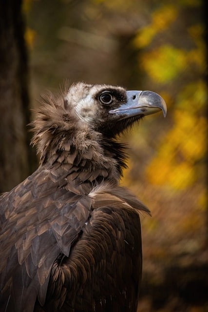 Free download griffon vulture cinereous vulture free picture to be edited with GIMP free online image editor
