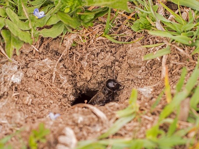 Bezpłatne pobieranie Grille Acheta Domestica Insect - darmowe zdjęcie lub obraz do edycji za pomocą internetowego edytora obrazów GIMP