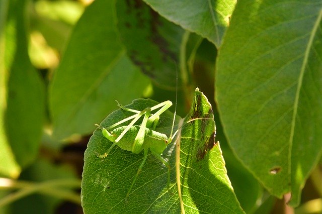 Free download Grillo Green Camouflage -  free photo or picture to be edited with GIMP online image editor