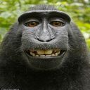 grimace monkey wallpaper  screen for extension Chrome web store in OffiDocs Chromium