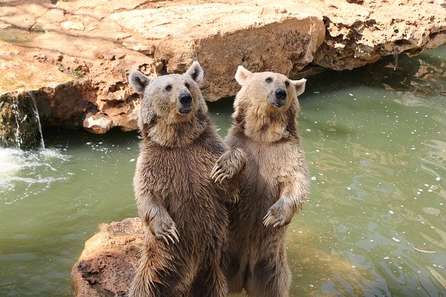 Free download Grizzli Ours Zoo -  free photo or picture to be edited with GIMP online image editor