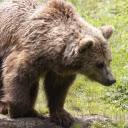 Grizzly bear on the rock  screen for extension Chrome web store in OffiDocs Chromium