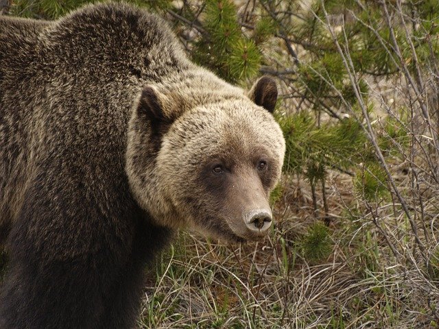 הורדה חינם Grizzly Wild Bear - תמונה או תמונה בחינם לעריכה עם עורך התמונות המקוון GIMP